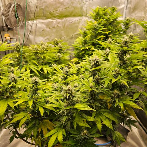 BUZZ growlog timeline photo