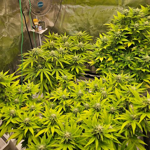 BUZZ growlog timeline photo