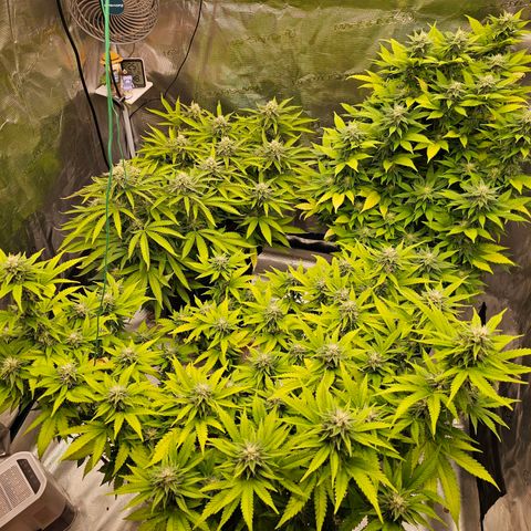 BUZZ growlog timeline photo