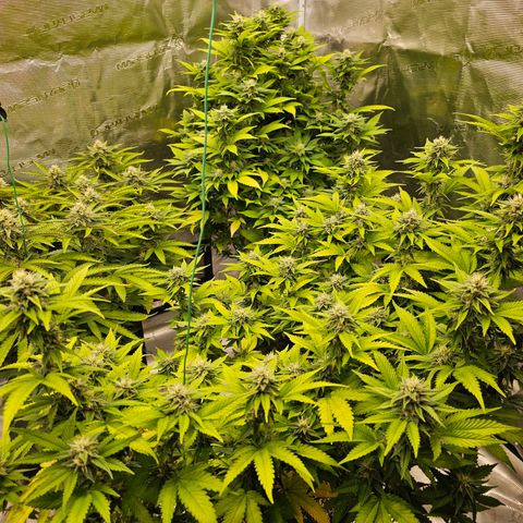 BUZZ growlog timeline photo