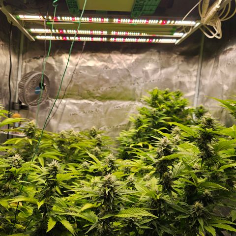 BUZZ growlog timeline photo
