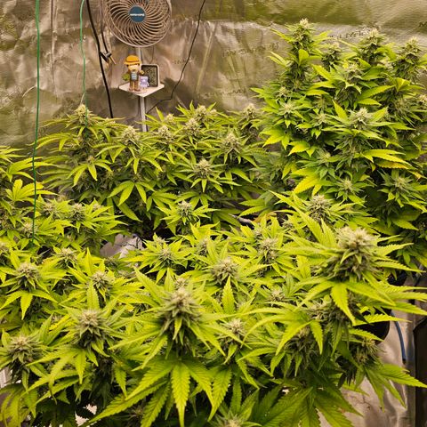 BUZZ growlog timeline photo