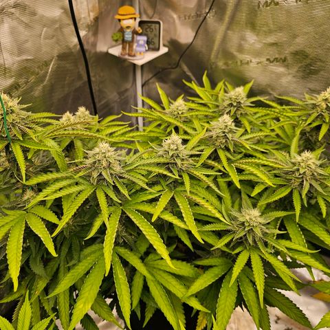 Picasso #2 growlog timeline photo