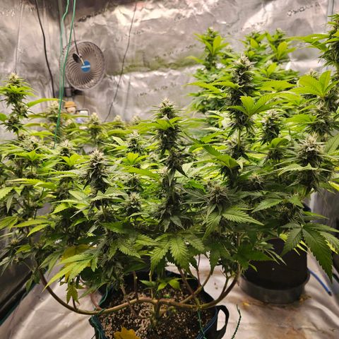 BUZZ growlog timeline photo