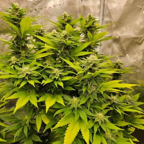 Cherry growlog timeline photo