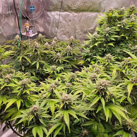 BUZZ growlog timeline photo