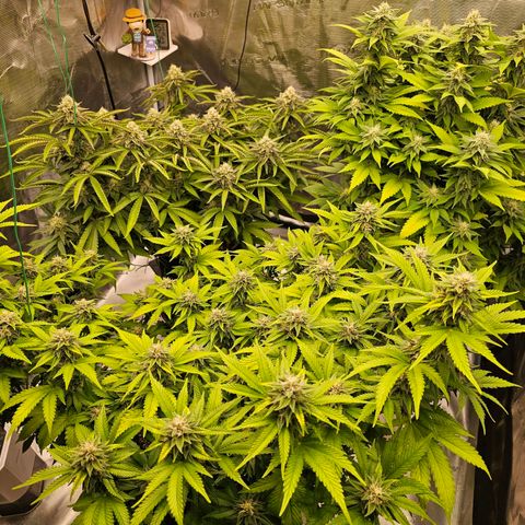 BUZZ growlog timeline photo