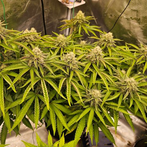 Picasso #2 growlog timeline photo