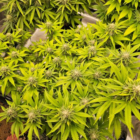 BUZZ growlog timeline photo
