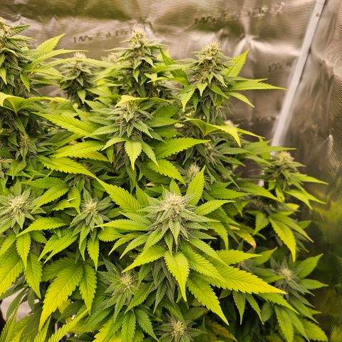 Cherry growlog timeline photo