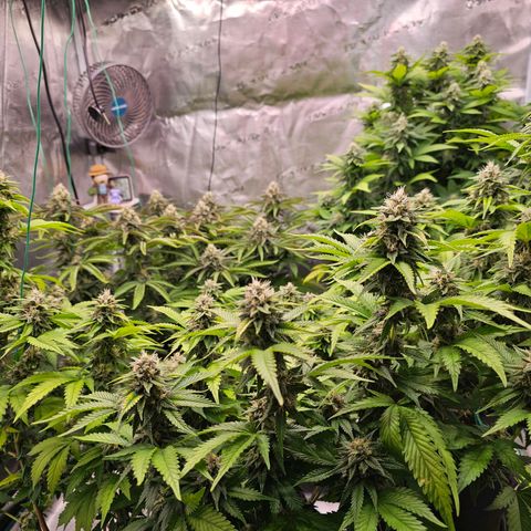 BUZZ growlog timeline photo