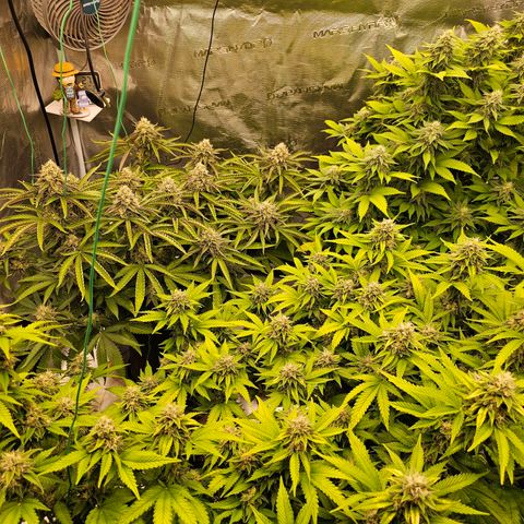 BUZZ growlog timeline photo