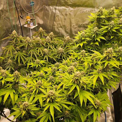 BUZZ growlog timeline photo