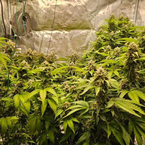 BUZZ growlog timeline photo