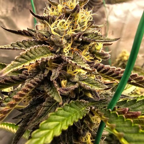Picasso #2 growlog timeline photo