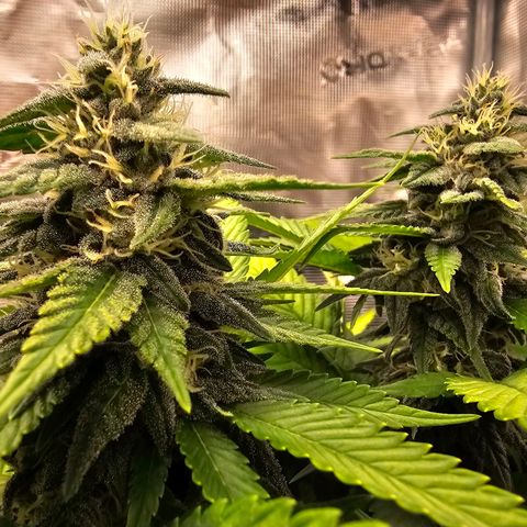 Cherry growlog timeline photo
