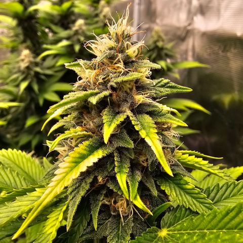 BUZZ growlog timeline photo