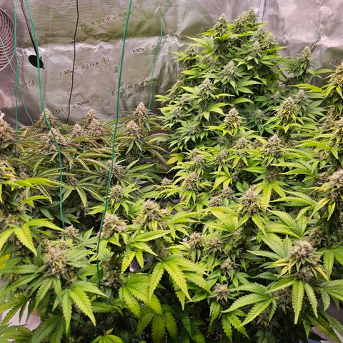 BUZZ growlog timeline photo