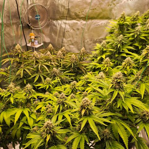 BUZZ growlog timeline photo