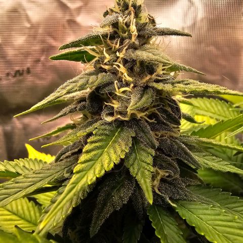 Cherry growlog timeline photo