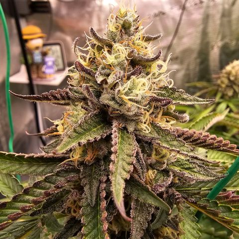 Picasso #2 growlog timeline photo