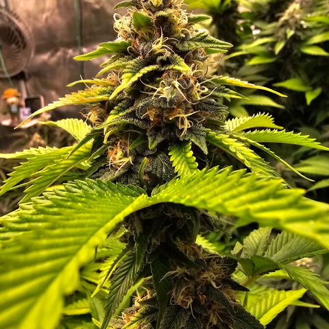 BUZZ growlog timeline photo