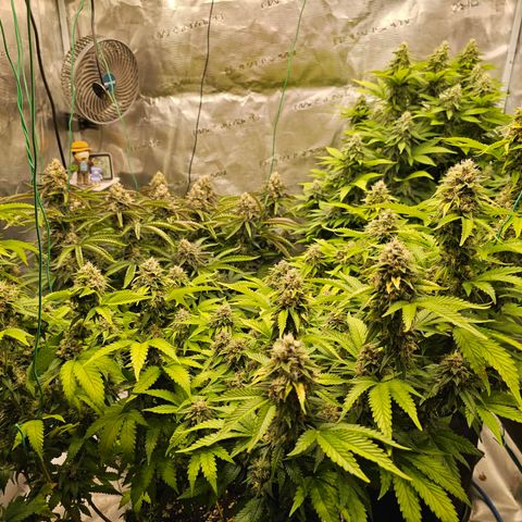 BUZZ growlog timeline photo