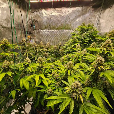 BUZZ growlog timeline photo