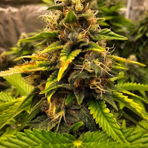 BUZZ growlog timeline photo