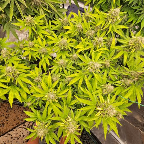 BUZZ growlog timeline photo