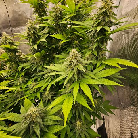 Cherry growlog timeline photo
