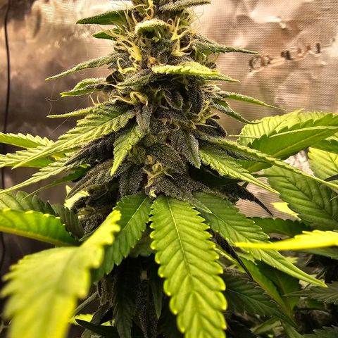 Cherry growlog timeline photo