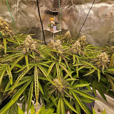 Picasso #2 growlog timeline photo