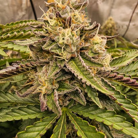 Picasso #2 growlog timeline photo