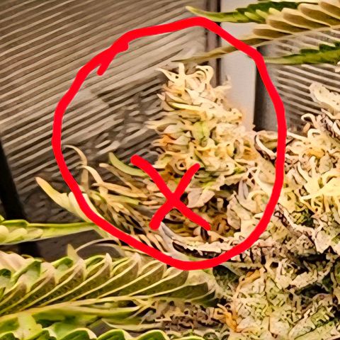 Picasso #2 growlog photo: Budrot entfernt.. wir hoffen dabei bleibt es, n Troststück behalte ich
