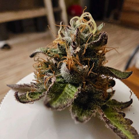 Picasso #2 growlog photo: Budrot entfernt.. wir hoffen dabei bleibt es, n Troststück behalte ich