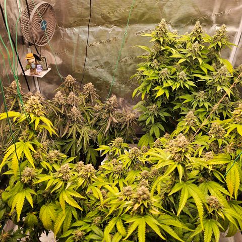 BUZZ growlog timeline photo