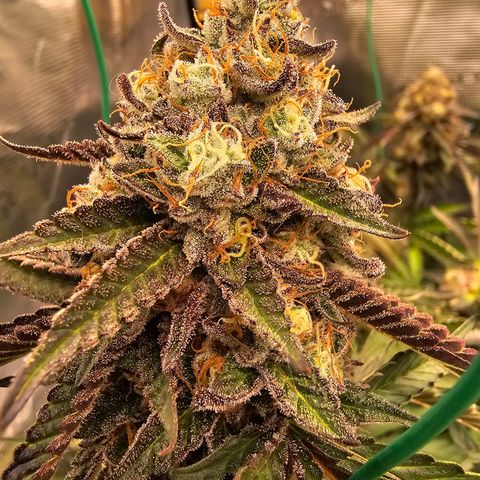 Picasso #2 growlog timeline photo