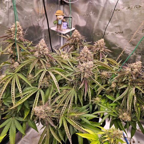 Picasso #2 growlog timeline photo