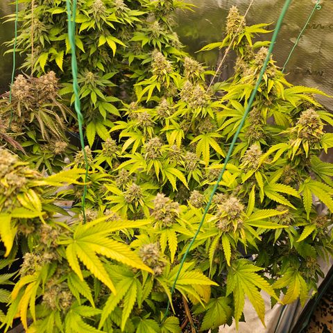 BUZZ growlog timeline photo