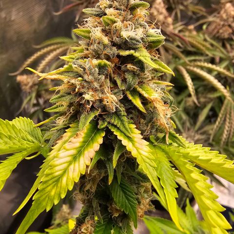 BUZZ growlog timeline photo