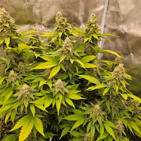 Cherry growlog timeline photo