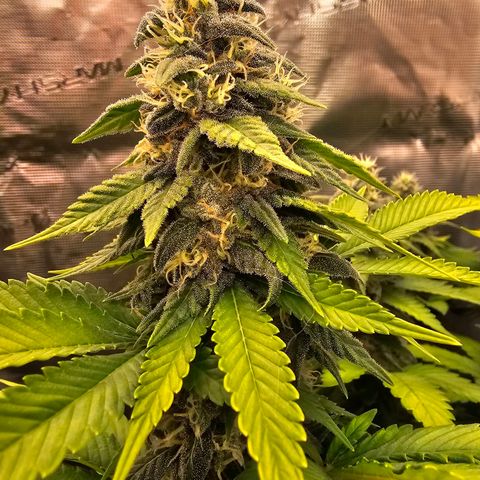Cherry growlog timeline photo