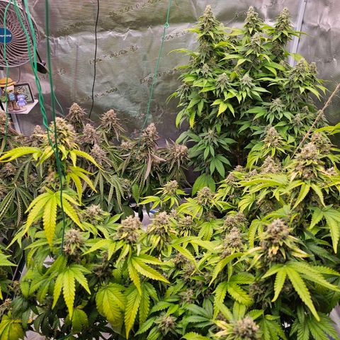 BUZZ growlog timeline photo