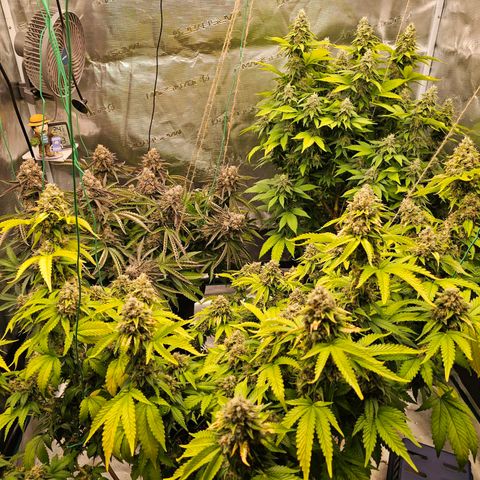 BUZZ growlog timeline photo