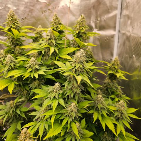 Cherry growlog timeline photo