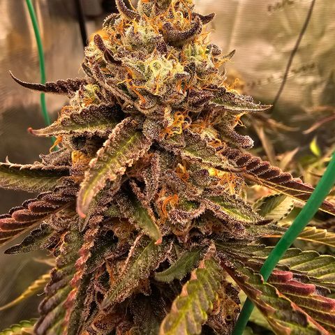 Picasso #2 growlog timeline photo