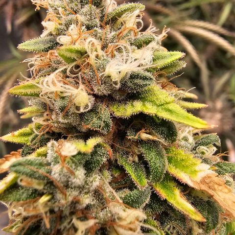 BUZZ growlog timeline photo
