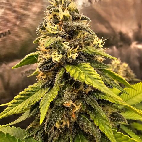 Cherry growlog timeline photo