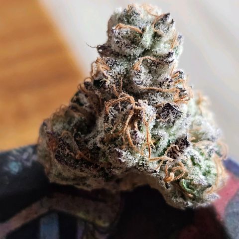 Picasso #2 growlog timeline photo